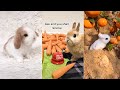 The cutest bunny rabbits on the internet 2023  easter bunnies tiktok compilation 1