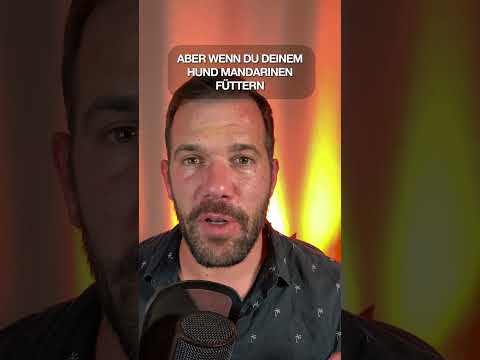 Video: Fressen Hunde Mandarinen?