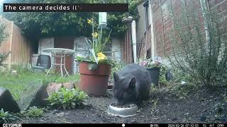 Cats Galore - 26th Feb 2024 by Wild Animals in a Wild Garden 59 views 2 months ago 4 minutes, 49 seconds