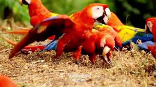 Scarlet Macaw, Scarlet Macaw or Flag Macaw (Ara macao)??
