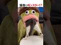 【海外でバズった！】猫を食べるモンスター！？ #ショート #猫 #かわいい #シュール #cat #shorts #funny #cute