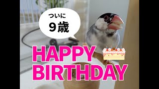 ９歳の誕生日プレゼント