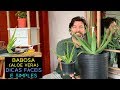 Babosa (Aloe Vera): Dicas Fáceis e Simples