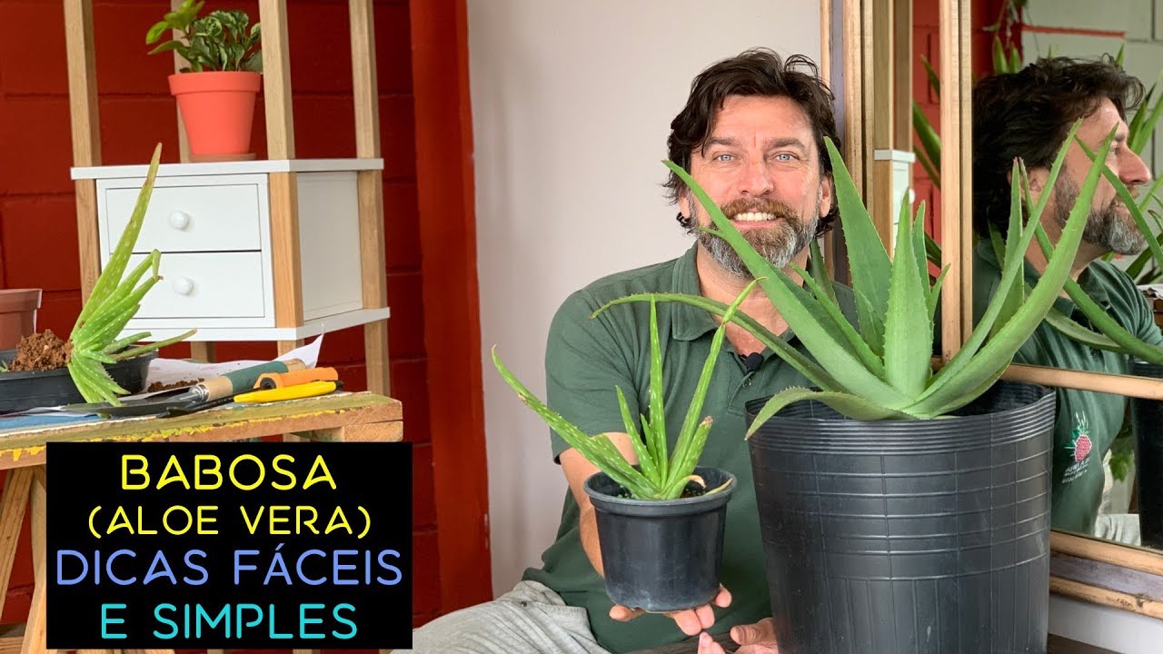 Babosa (Aloe Vera): Dicas Fáceis e Simples Babosa (Aloe Vera): Dicas Fáceis e Simples