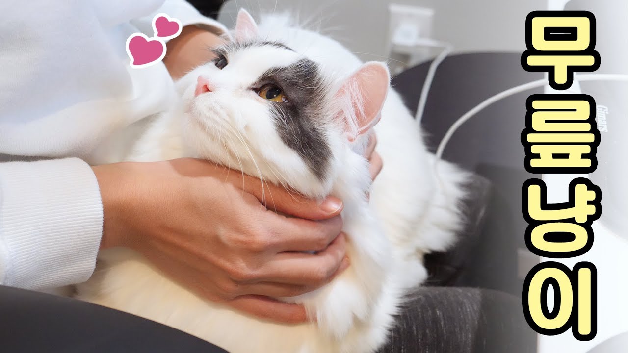My Cat Wants to be with Me after Wake Up - YouTube