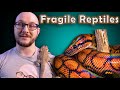 Top 5 Most Fragile, Least Hardy, Will Probably Die If You Look At Them The Wrong Way Reptiles