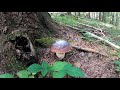 grzyby 2020 Borowiki rosną pomimo panującej w lesie suszy. mushrooms  Белый гриб Beskid Niski