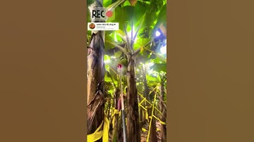 quá trình xịt thuốc cho chuối xanh #garden #videoviral