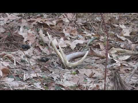 First Antler Shed Find of 2018!