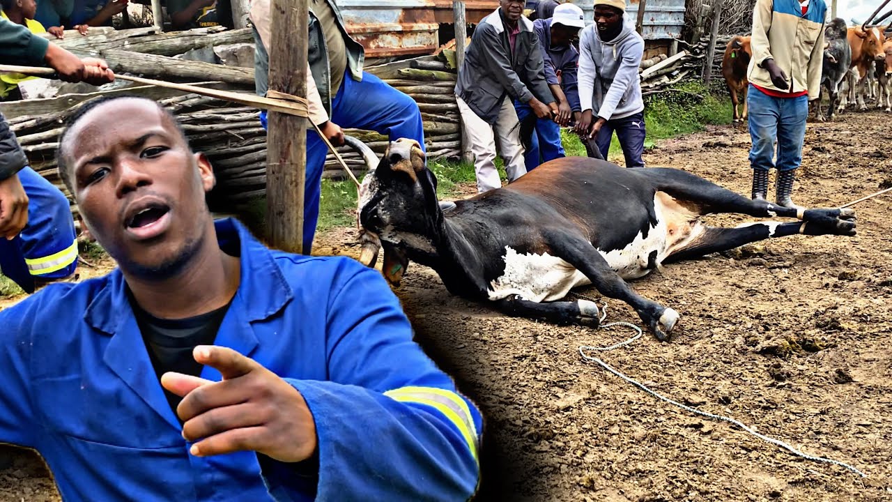 ПРАВДА О КУЛЬТУРЕ НАРОДА КОСА ❤️