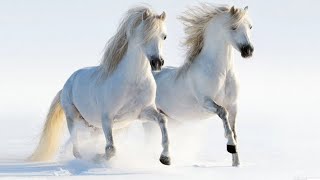 10 Beautiful horse quotes