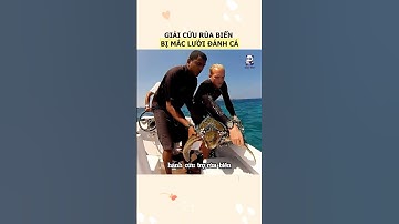 Giải cứu con rùa biển mắc kẹt bởi lưới đánh cá