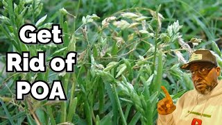 "How to Get Rid of POA in Your Lawn: A Beginner's Step-by-Step Guide"