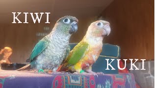 Pyrrhuras Molinae, KUKI Y KIWI!!! by La Gata Sin Botas . 3,800 views 3 years ago 1 minute, 27 seconds