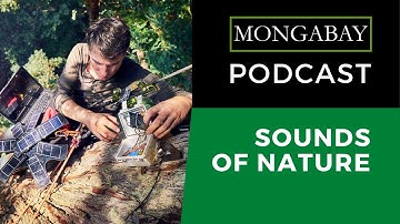 A very exciting moment for bioacoustics and conservation