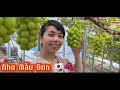 KamiyaHang Jp || Chiêm Ngưỡng Vườn Nho Mẫu Đơn 🇯🇵🍇- Ăn Thoả Thích Nho Đen Tại Vườn #ぶどう狩り