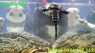 BỂ RƯỢU RẮN CỦA ĐẠI GIA BẮC NINH VỚI CON RẮN HỔ MANG NẶNG 20 KG..