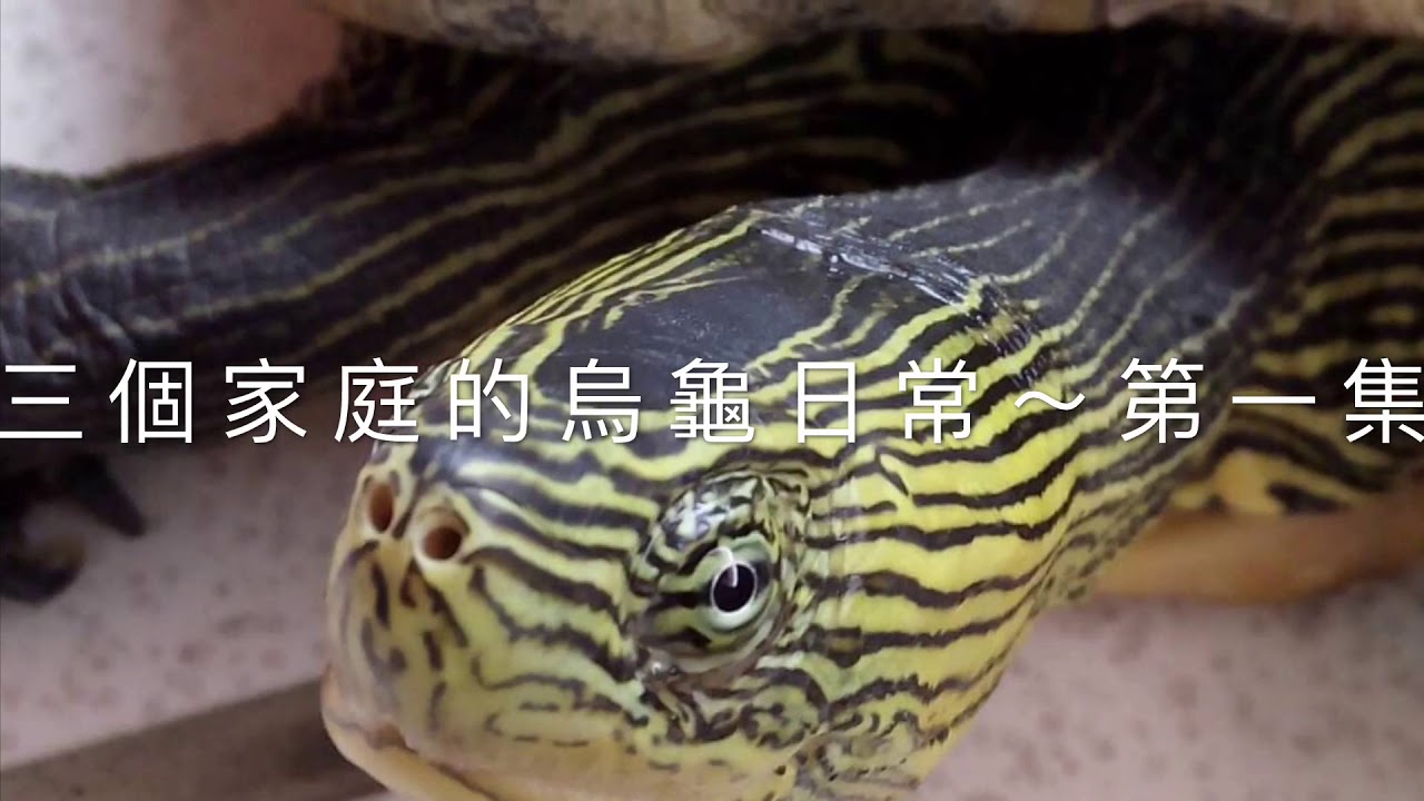 長尾龜巴西龜烏龜斑龜澤龜三家人的烏龜日常第一集 Youtube