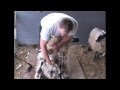 Sheep shearing with jeff furlong