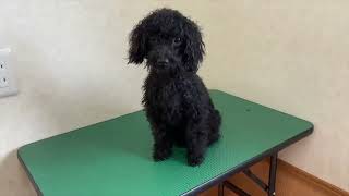 ラテスパ - 愛犬の美容室DanK