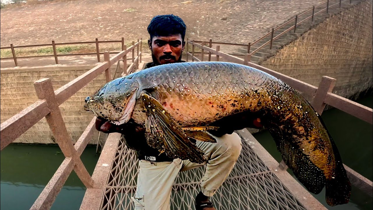 BIGGEST SNAKEHEAD FISH OF THE RIVER || नदी का सब से बड़ा  मरल मछली पकड़ें है