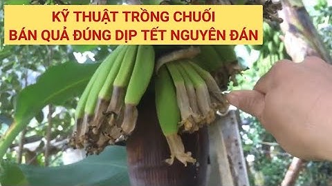 kĩ thuật trồng chuối bán quả đúng dịp tết nguyên đán