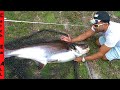 BIGGEST IRIDESCENT SHARK Caught in FLORIDA FRESHWATER LAKE!