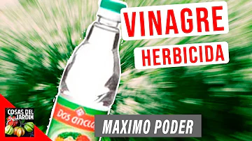 ¿Puedo plantar césped después de matar las malas hierbas con vinagre?