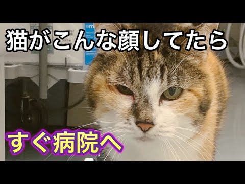 猫の目がこんな風になっている時の原因と完治までの治療経過【猫の角膜潰瘍】