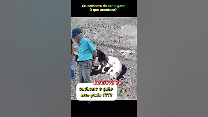 cachorro cruzando com gato