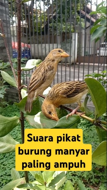 suara pikat burung manyar paling ampuh 2025 #videoshort #birds #suarapikatburungmaenyar