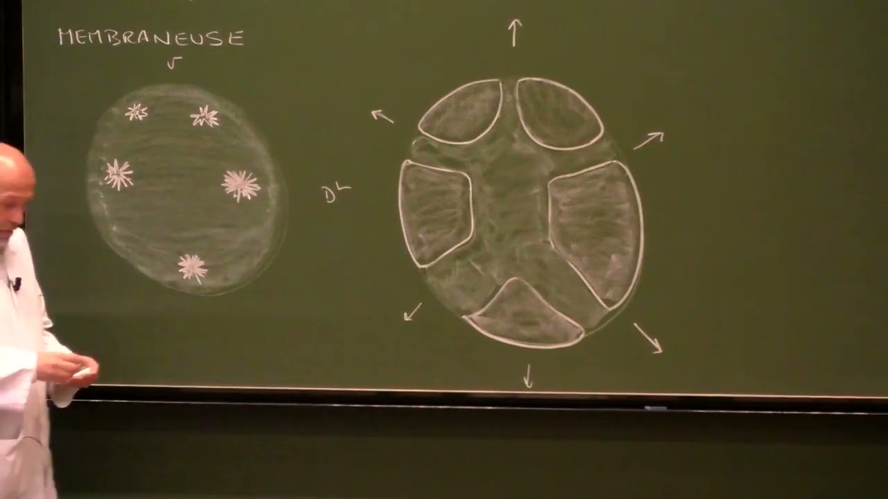 Anatomie générale 4 : Ostéogenèse, arthrologie (anatomie générale des articulations)