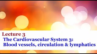 Lecture 3 - Blood vessels, circulation, and lymphatics