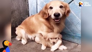 Protective Dog Dad Won't Let Anyone Near His Puppy | The Dodo