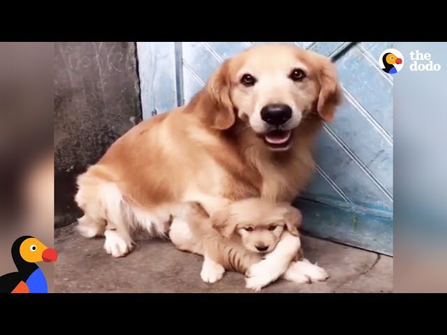 Protective Dog Dad Wont Let Anyone Near His Puppy | The Dodo