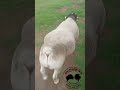 كبش دوربر من العيار التقيل dorbar animals دوربر اغنام خاروف غنم الاغنام mp3