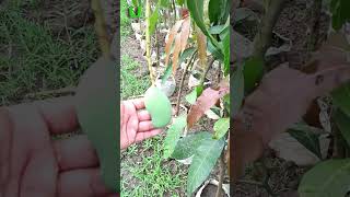 Small Mango Tree #gardening #shorts