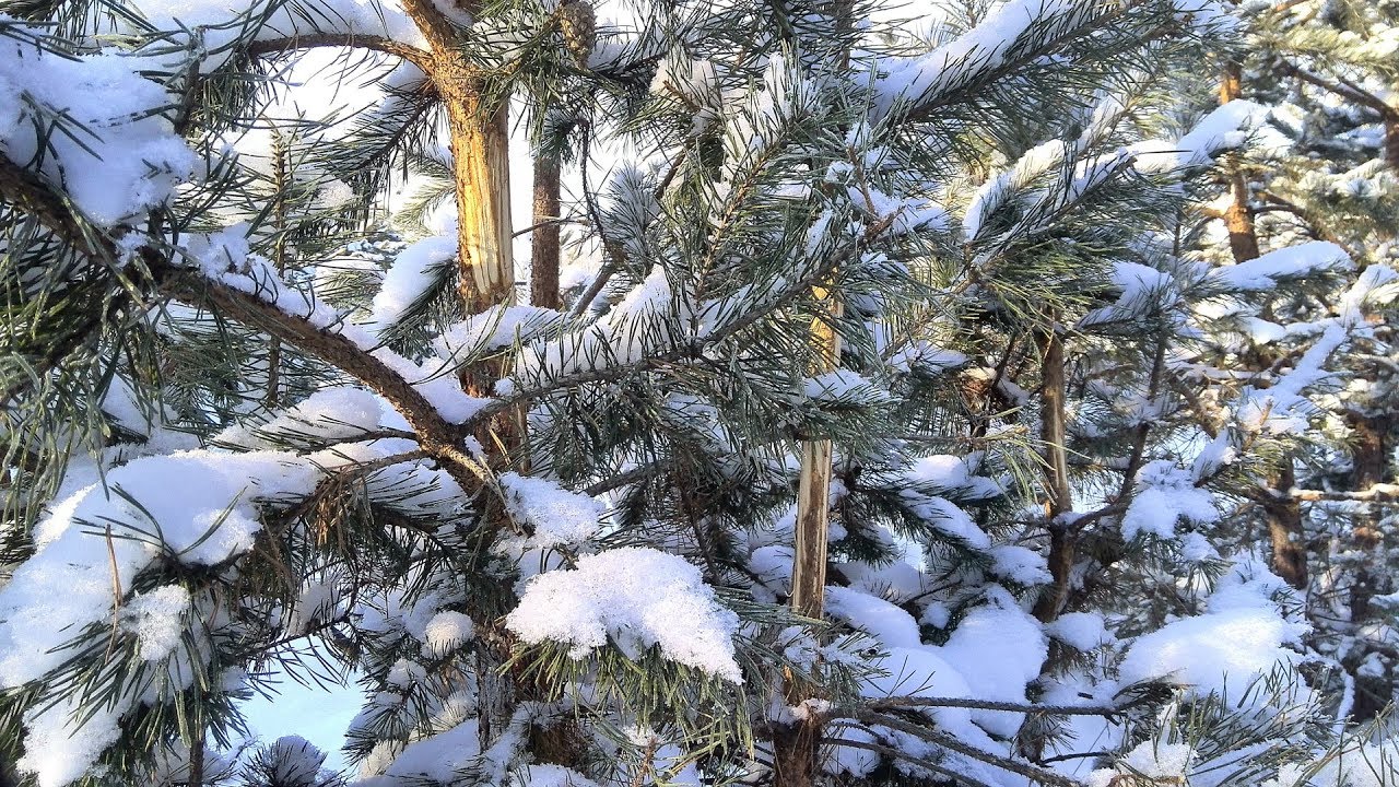 Фото Зима Снег Идет