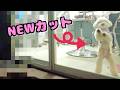 妹犬のカットをチェンジしました!