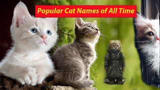Top & Most Popular Cat Name Ideas  of All Time | Choosing a cat name can be subjective by Anim_Kin 125 views 6 months ago 59 seconds