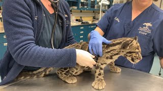 Clouded Leopard Cubs Receive 16 Week Exam (Vet Series Part 2)