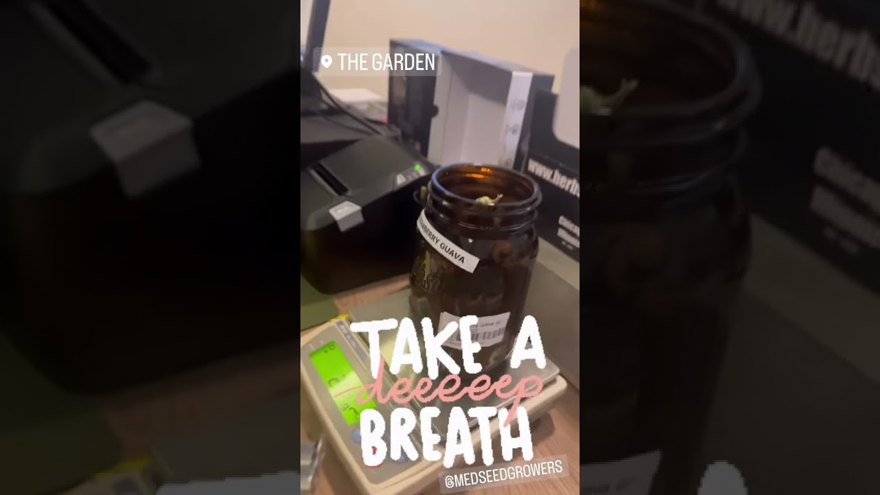 Strawberry Guava Strain