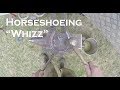 Horse Shoeing Whizz