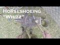 Horseshoeing Whizz