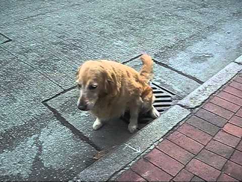 how do girl dogs pee David butler sexy pictures