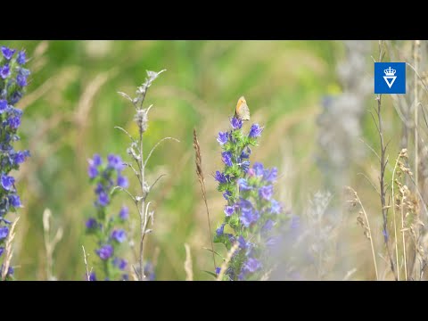 Video: Hvorfor er bestøvere vigtige for gartnere og landmænd?