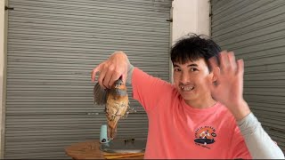 Ada Ajah Yang Mau Di Kerjain Wuxin Si Petani Timun