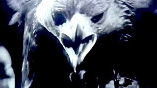 TERRIFYING GIANT EAGLE ATTACK 🦅😲 - RUN FOR YOUR LIFE! BURN, WITCH, BURN (1962)!! 🔥