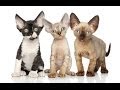 Animal Planet  : Cats 101 ~ Devon Rex の動画、YouTube動画。