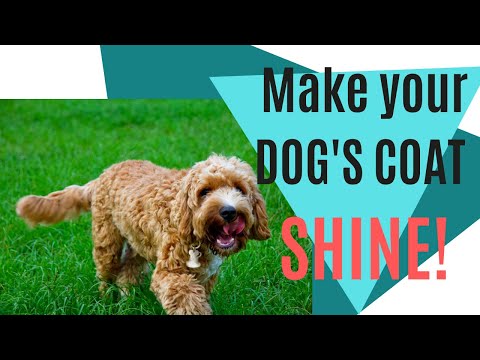 How To Make My Dog&rsquo;s Coat Shiny